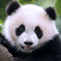The Panda simgesi